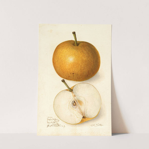 Pyrus communis: Japan Golden Russet by Amanda Almira Newton