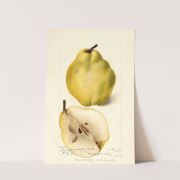 Pyrus communis: Johnsons Nameless Winter by Deborah Griscom Passmore