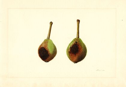 Pyrus communis: Kieffer