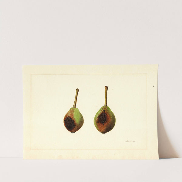 Pyrus communis: Kieffer by James Marion Shull