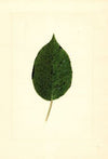 Pyrus communis: Kieffer