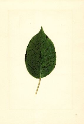 Pyrus communis: Kieffer