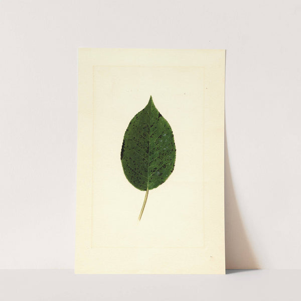 Pyrus communis: Kieffer by James Marion Shull