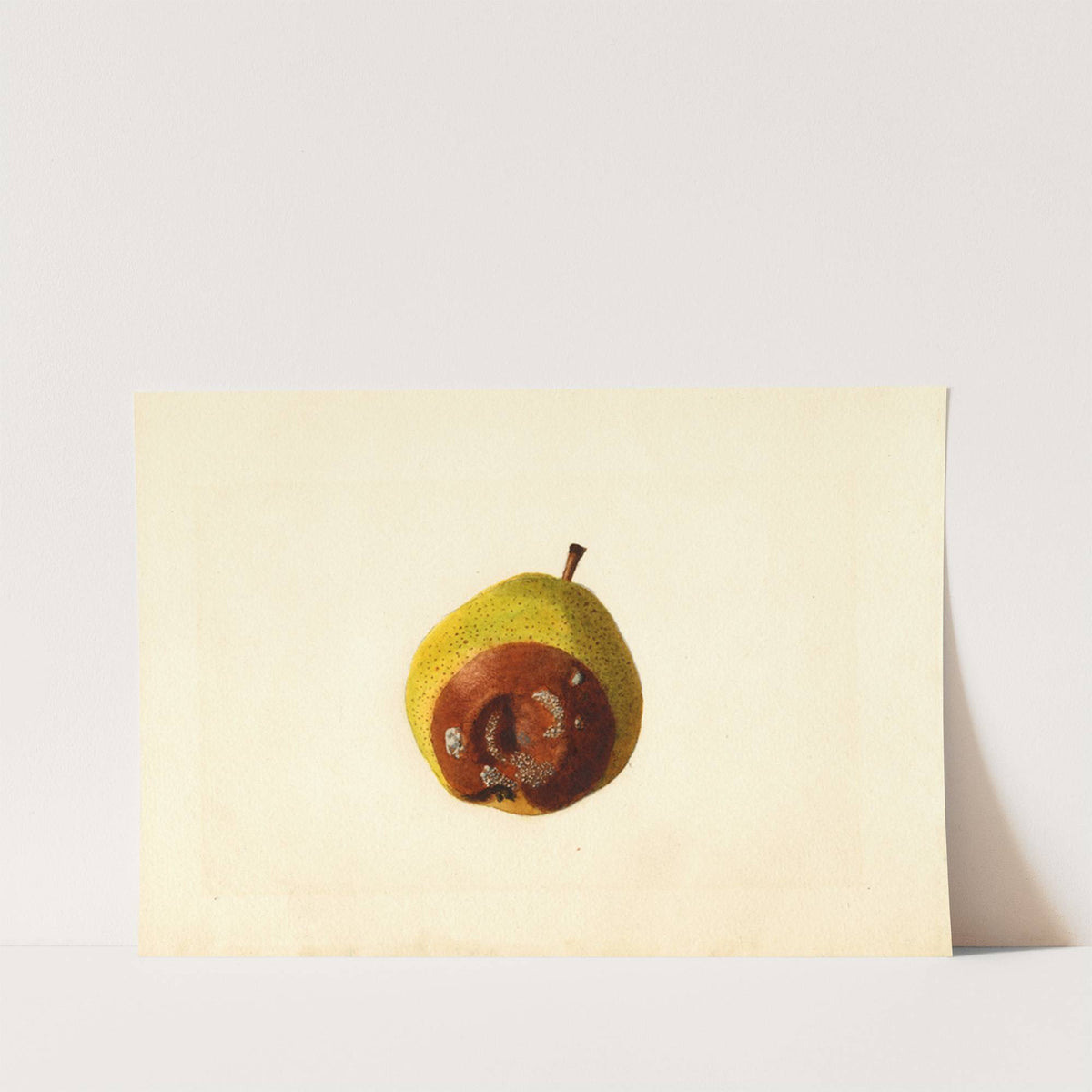 Pyrus communis: Kieffer by James Marion Shull