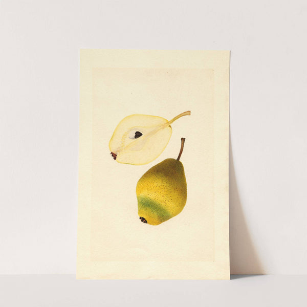 Pyrus communis: Kieffer by James Marion Shull