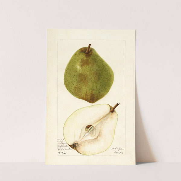 Pyrus communis: Kieffer Most Green by Bertha Heiges