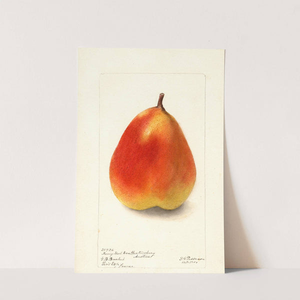 Pyrus communis: Konig Karl von Wurttemberg by Deborah Griscom Passmore