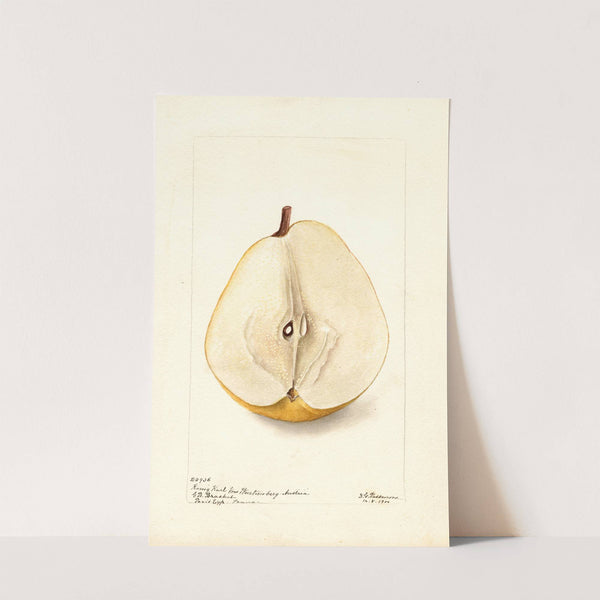 Pyrus communis: Konig Karl von Wurttemberg by Deborah Griscom Passmore