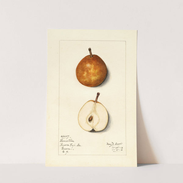 Pyrus communis: Lamartine by Mary Daisy Arnold