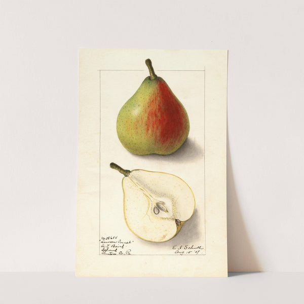 Pyrus communis: Lawson Comet by Ellen Isham Schutt