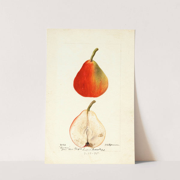 Pyrus communis: Lawson by Deborah Griscom Passmore