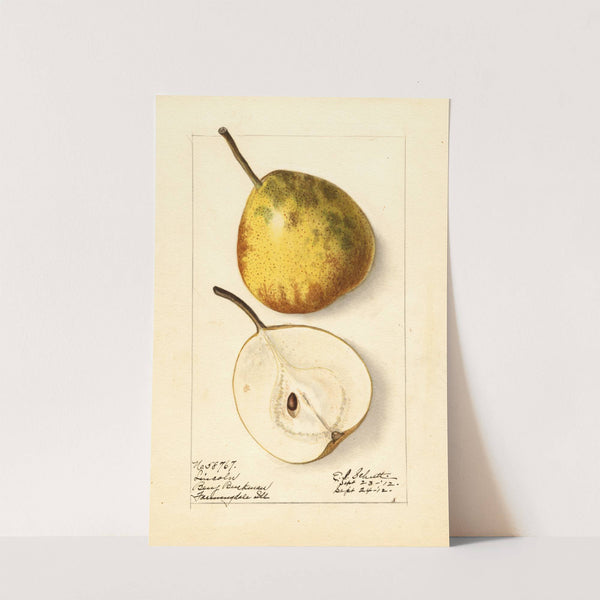 Pyrus communis: Lincoln by Ellen Isham Schutt