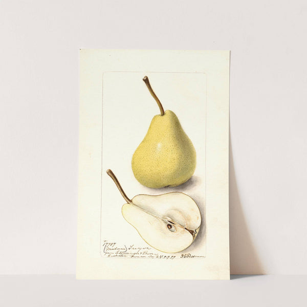 Pyrus communis: Madam Treyve by Deborah Griscom Passmore