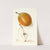 Pyrus communis: Magnolia by Elsie E. Lower