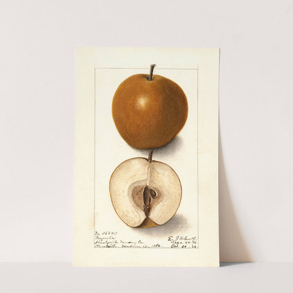 Pyrus communis: Magnolia by Ellen Isham Schutt