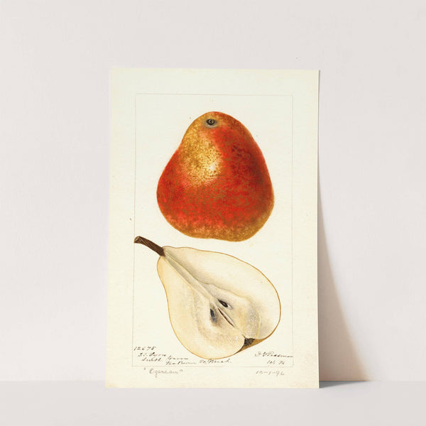 Pyrus communis: Ogerean by Deborah Griscom Passmore