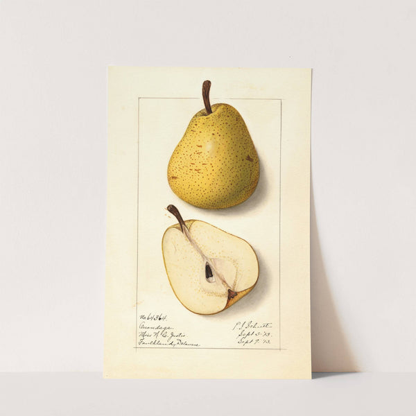 Pyrus communis: Onondaga by Ellen Isham Schutt