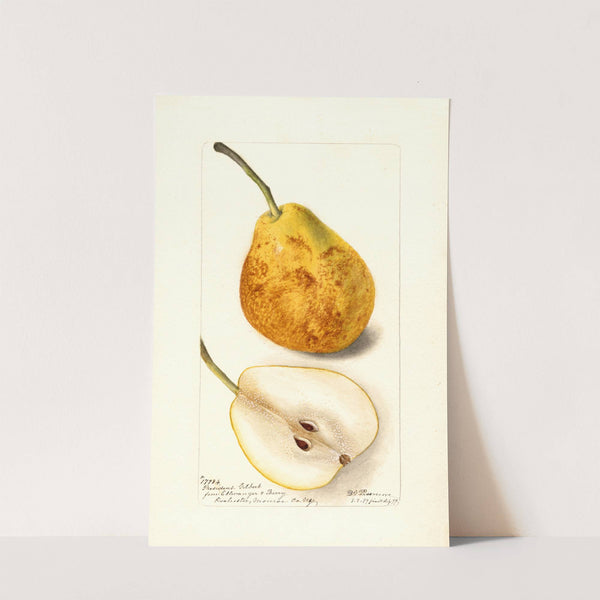 Pyrus communis: President Gilbert by Deborah Griscom Passmore