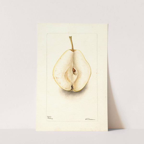 Pyrus communis: Rossney by Deborah Griscom Passmore