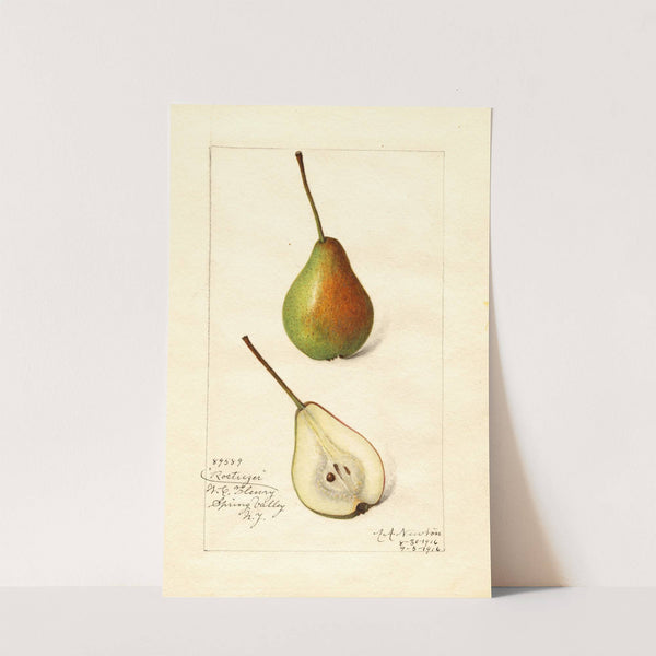 Pyrus communis: Rostiezer by Amanda Almira Newton