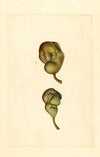 Pyrus communis: Seckel