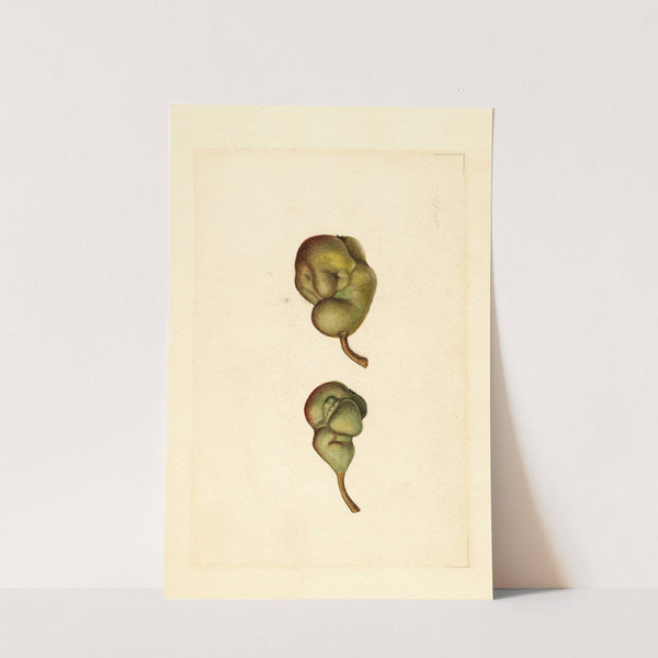 Pyrus communis: Seckel by James Marion Shull