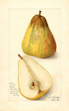 Pyrus communis: Souvenir du Congress