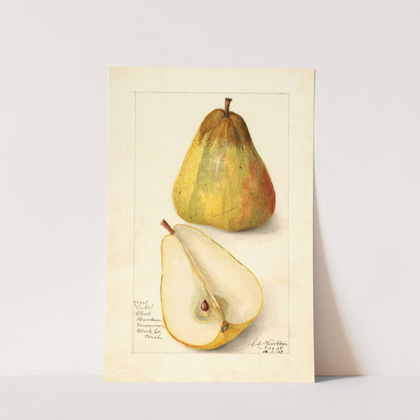 Pyrus communis: Souvenir du Congress by Amanda Almira Newton