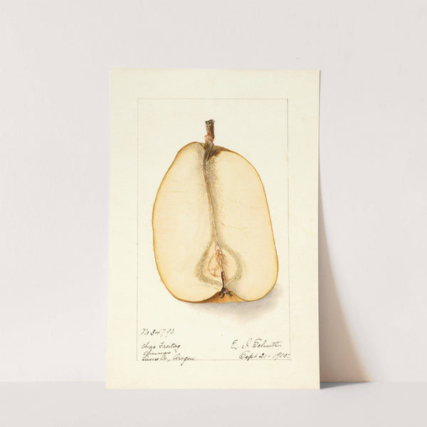 Pyrus communis: Souvenir du Congress by Deborah Griscom Passmore