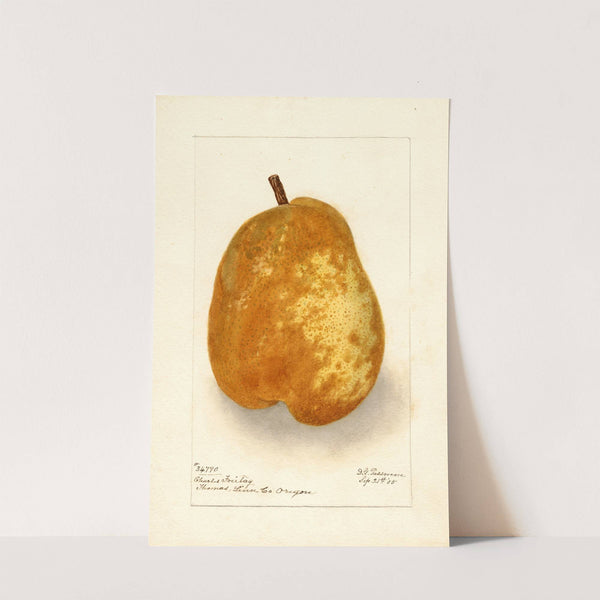 Pyrus communis: Souvenir du Congress by Deborah Griscom Passmore