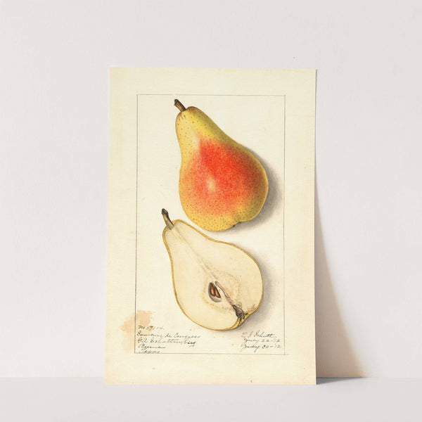 Pyrus communis: Souvenir du Congress by Ellen Isham Schutt