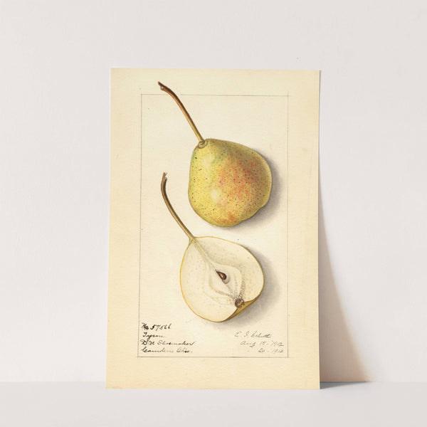 Pyrus communis: Tyson by Ellen Isham Schutt