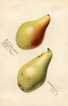 Pyrus communis: Vicar of Winkfield