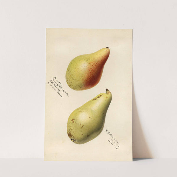 Pyrus communis: Vicar of Winkfield by Royal Charles Steadman