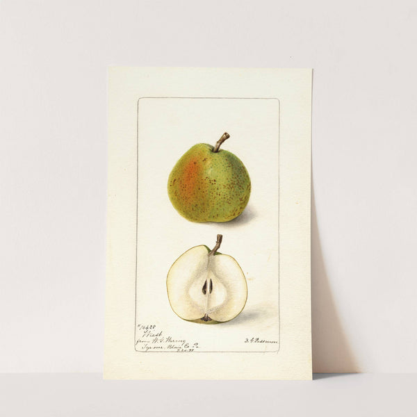 Pyrus communis: Wiest by Deborah Griscom Passmore