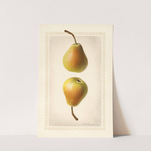 Pyrus communis: Worden Seckel by Royal Charles Steadman