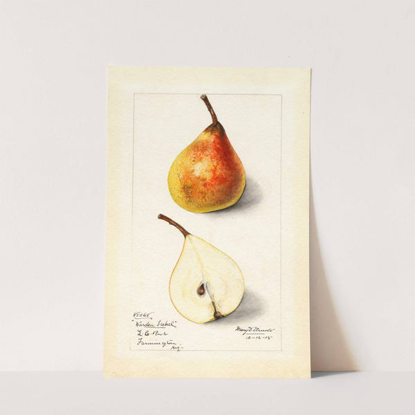 Pyrus communis: Worden Seckel by Mary Daisy Arnold