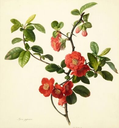 Pyrus japonica (Japanese quince)