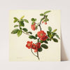 Pyrus japonica (Japanese quince) (1806) by Mary Lawrance