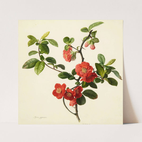 Pyrus japonica (Japanese quince) (1806) by Mary Lawrance