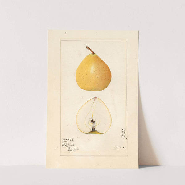 Pyrus pyrifolia: Pear Apple by Mary Daisy Arnold
