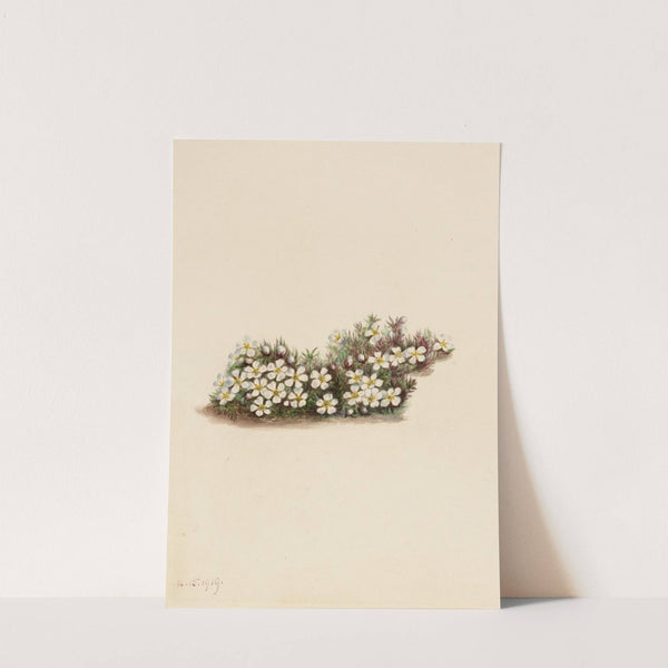 Pyxie (Pyxidanthera barbulata) (1919) by Mary Vaux Walcott