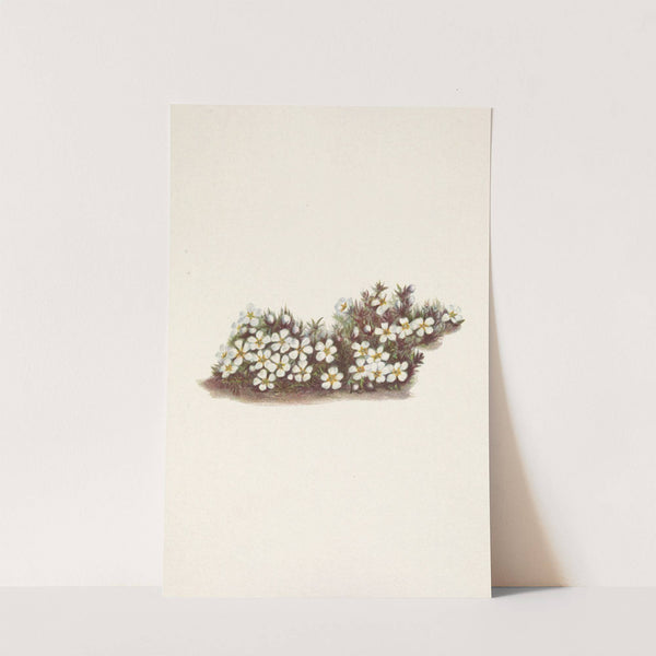 Pyxie. Pyxidanthera barbulata (1925) by Mary Vaux Walcott