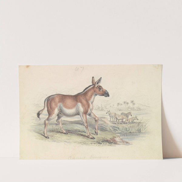Quagga Male (1837) by Charles Hamilton Smith