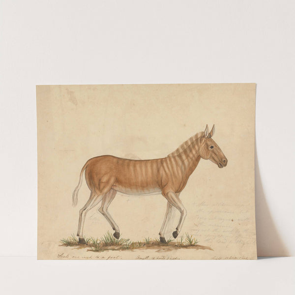 Quagga Zebra by James Sowerby