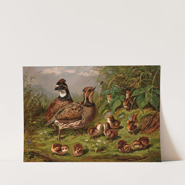Quail (ca. 1861–1897) by Arthur Fitzwilliam Tait
