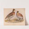 Quail or Bob-White. Ortyx virginianus bon. 1. Male. 2. Female (1874) by Louis Prang & Co.
