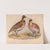 Quail or Bob-White. Ortyx virginianus bon. 1. Male. 2. Female (1874) by Louis Prang & Co.