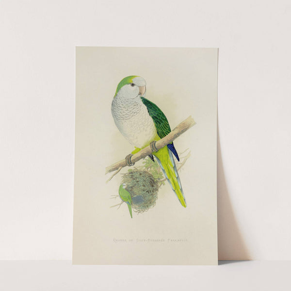 Quaker or Grey-Breasted Parrakeet (1884-1887) by Alexander Francis Lydon