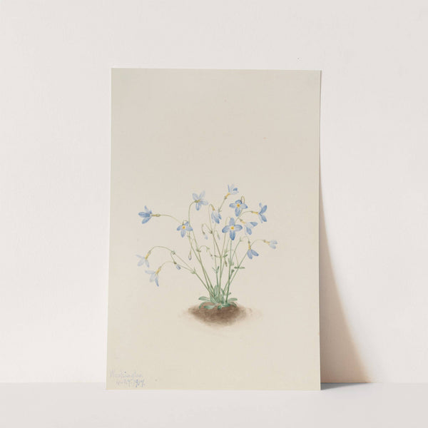 Quakerladies (Houstonia caerulea) (1917) by Mary Vaux Walcott